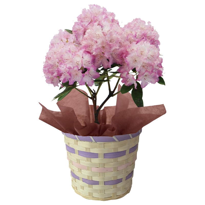 ����̓������m�V���N�i�Q