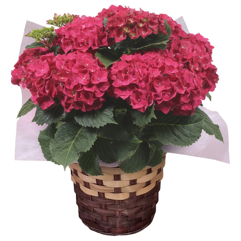 ����̓����A�W�T�C�u���v