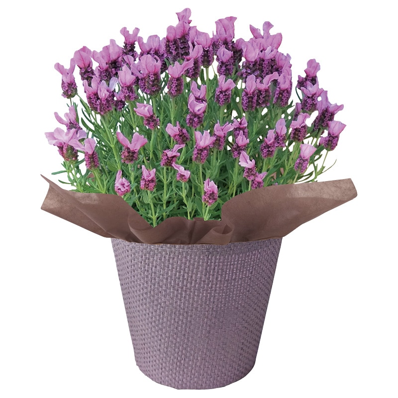 ����̓������x���_�[�u�s���N�����|�b�v�v