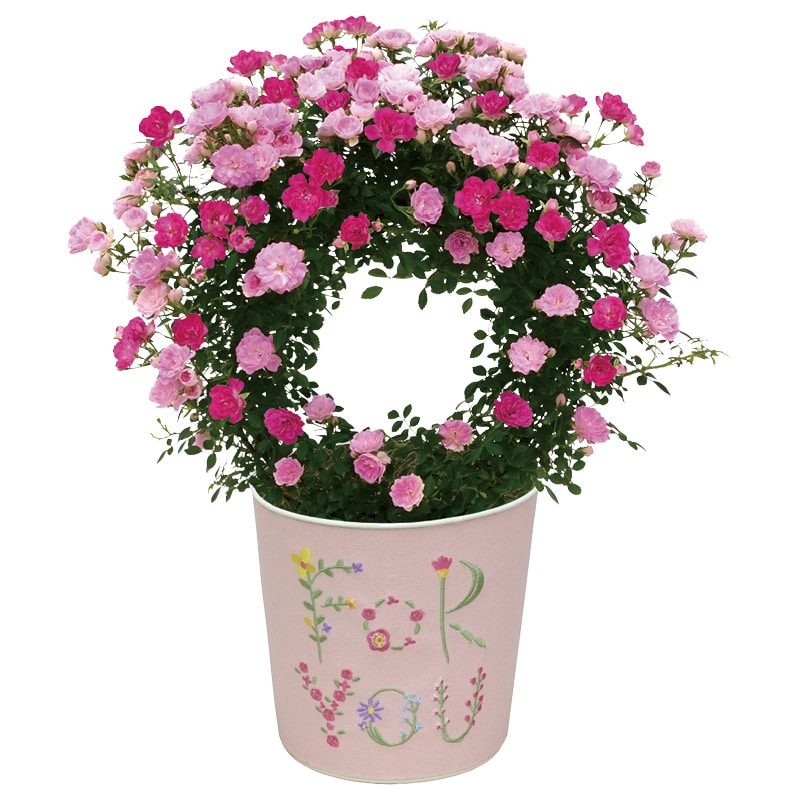 ����̓����~�j��o���u���P×�ՕP�v�����O�d����