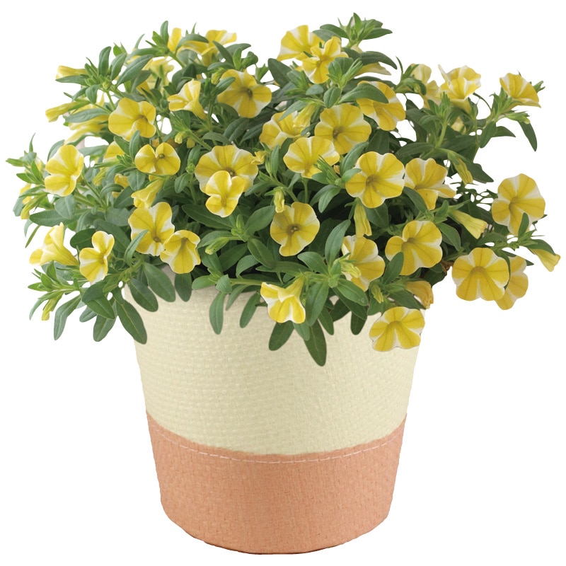 ����̓����X�[�p�[�x���u�������X���C�X�v