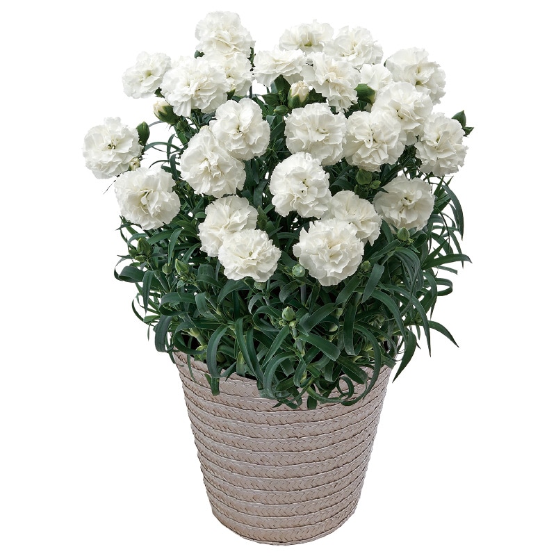 ����̓����������J�[�l�[�V����