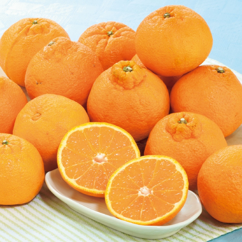 �y�ƒ�p�z�؏n�f�R�|���S�D�T����