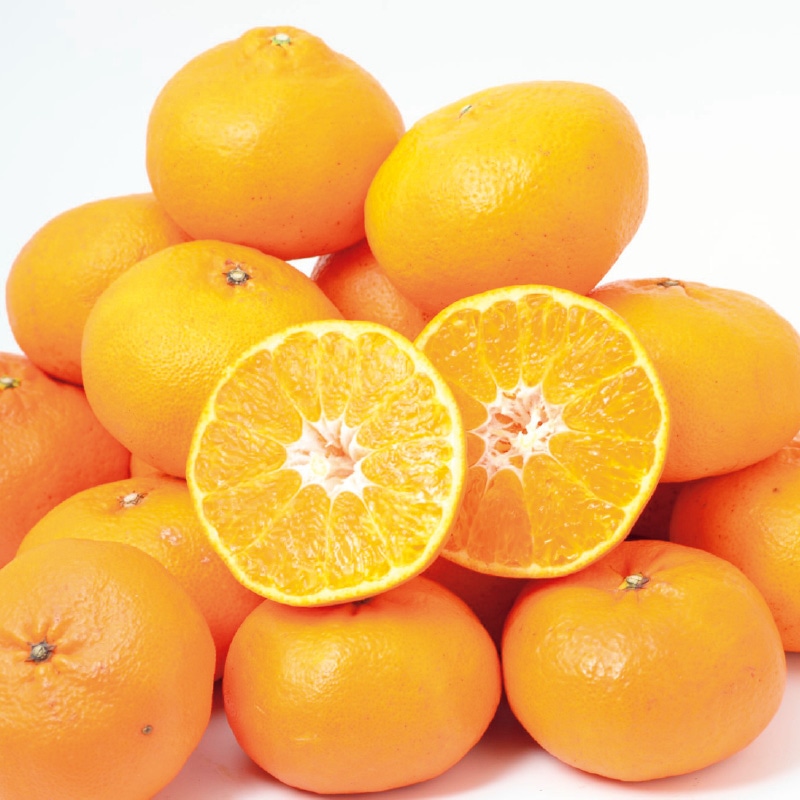 �y�ƒ�p�z�Õ��S����