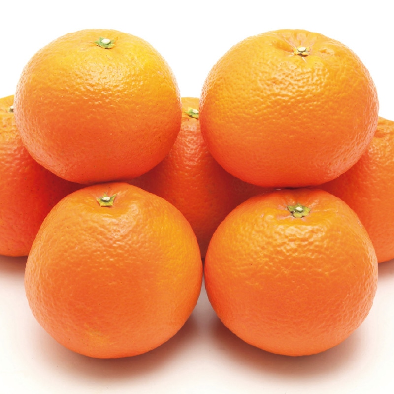 �y�ƒ�p�z�ɗ\���S�D�T����