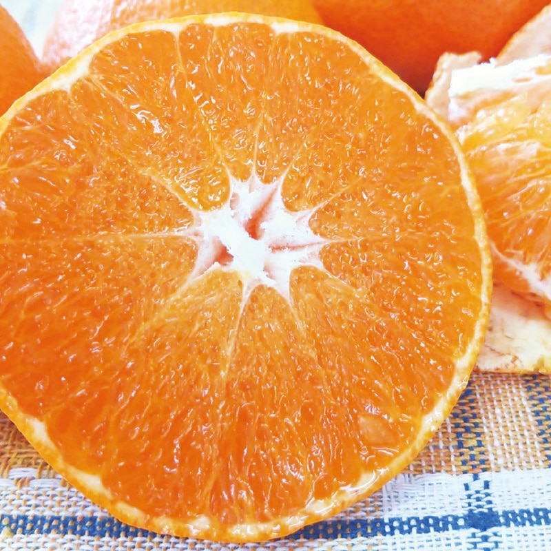 ��]�̓��@�Õ��@�Q����