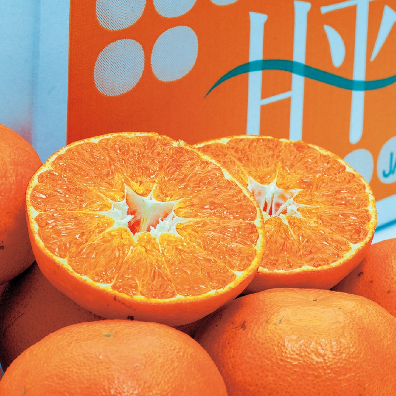 �y�ƒ�p�z���Q���Y�@�Õ��@�T����