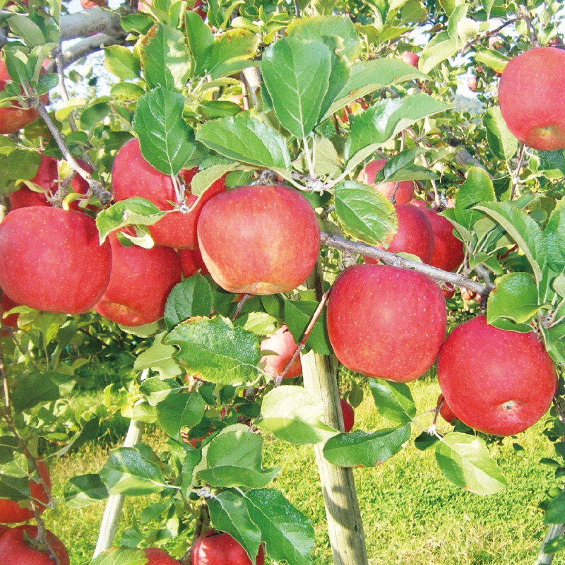 �y�ƒ�p�z�T���ӂ��T����