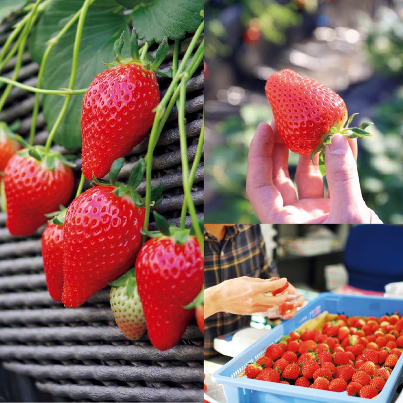 �y�����p�z���n���E�݃X�J�C�x���[