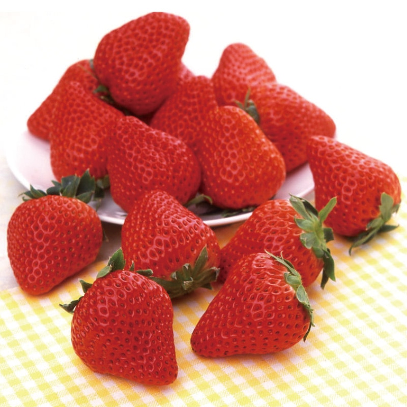 �g�ق��؂������X�O�O��