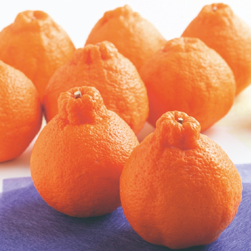 �y���x�P�S�x�ȏ�I�ʁz�����x�s�m�ΔZ�Q�i�����Ђ߁j�Q����