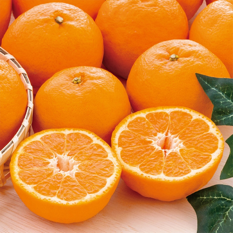 ���Q���Y�@�|���J��