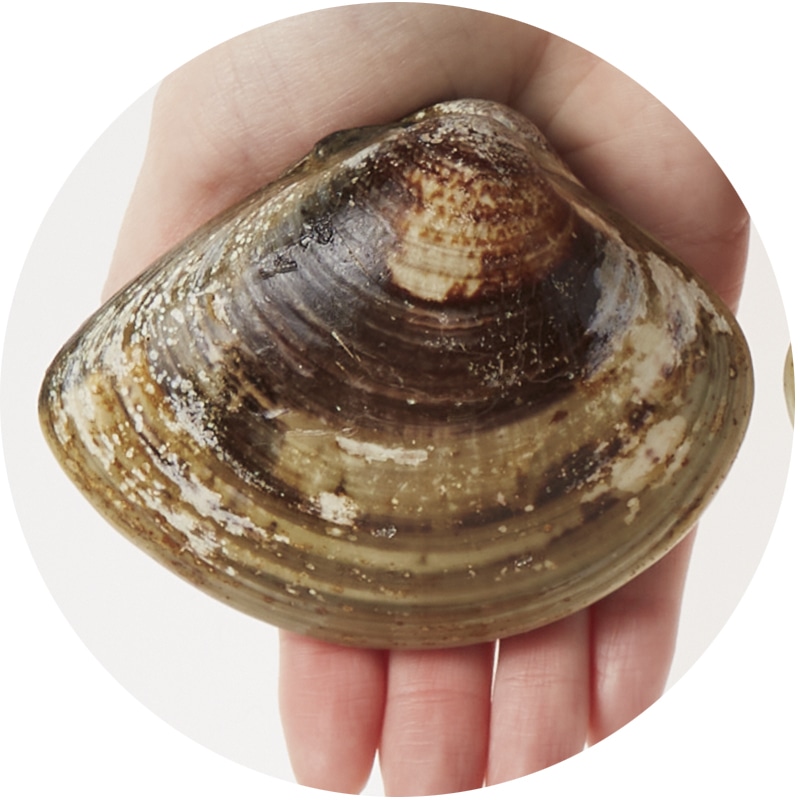 �y�Ⓚ�z���m�O�͘p�Y�u�V�R����͂܂���v�P�T�O��×�R��