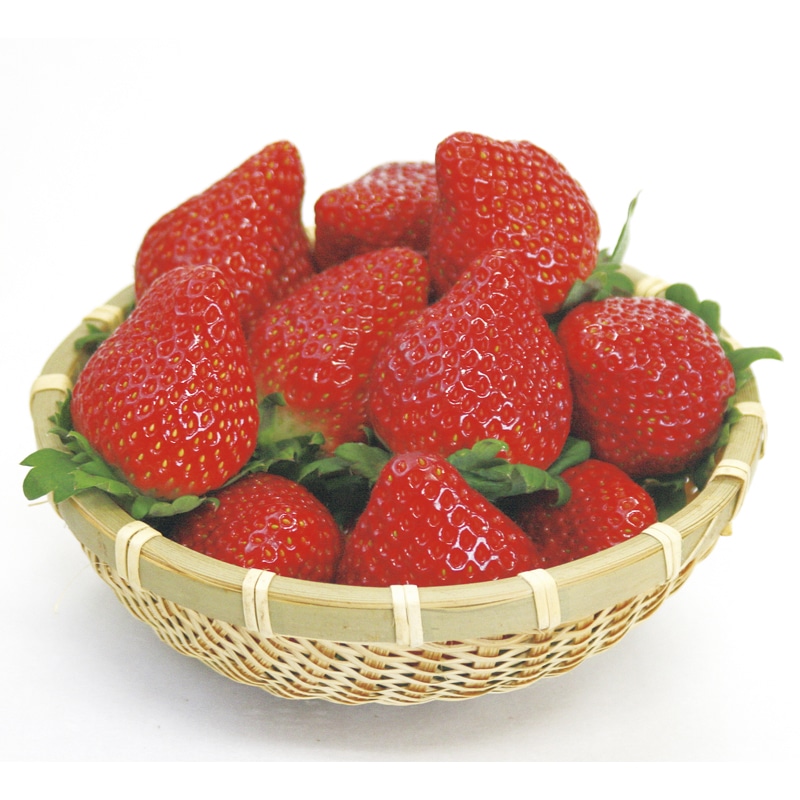 �{�錧�Y�@�t�������̃A�\�[�g�i�Q��j