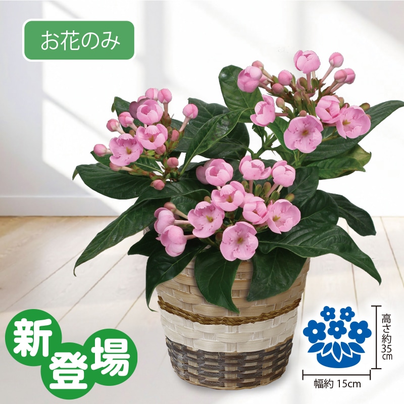 <敬老の日>香りざくら