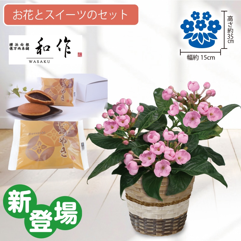 <敬老の日>香りざくらとどらやき