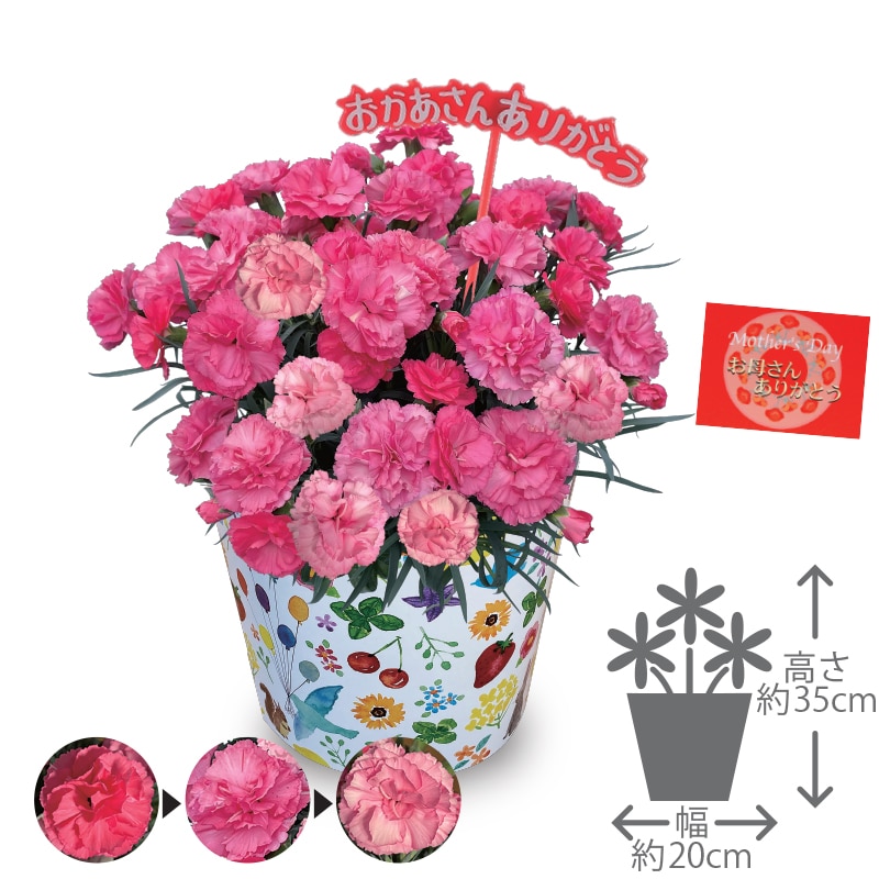 ����̓����J�[�l�[�V�����T�����u��������Ȃ��v�i���肪�Ƃ��s�b�N�t�j