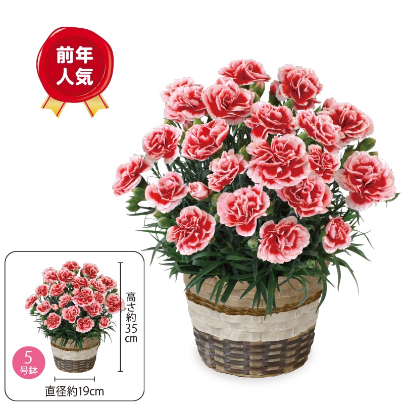 ����̓����J�[�l�[�V�����u�������z�C�b�v�v