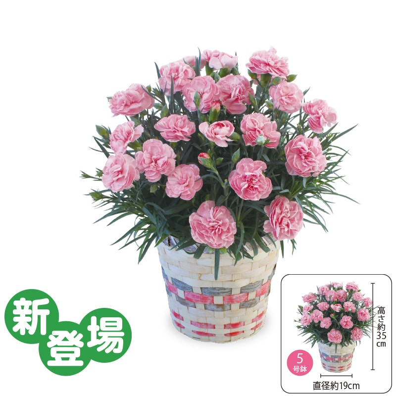 ����̓����J�[�l�[�V�����u�A�v���V�A�v