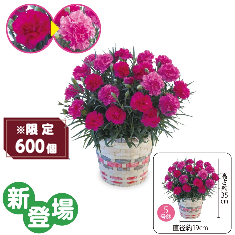 ����̓����J�[�l�[�V�����u�x���[�}�t�B���v