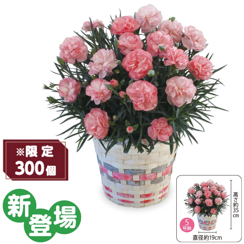 ����̓����J�[�l�[�V�����u���[�Y���e�v