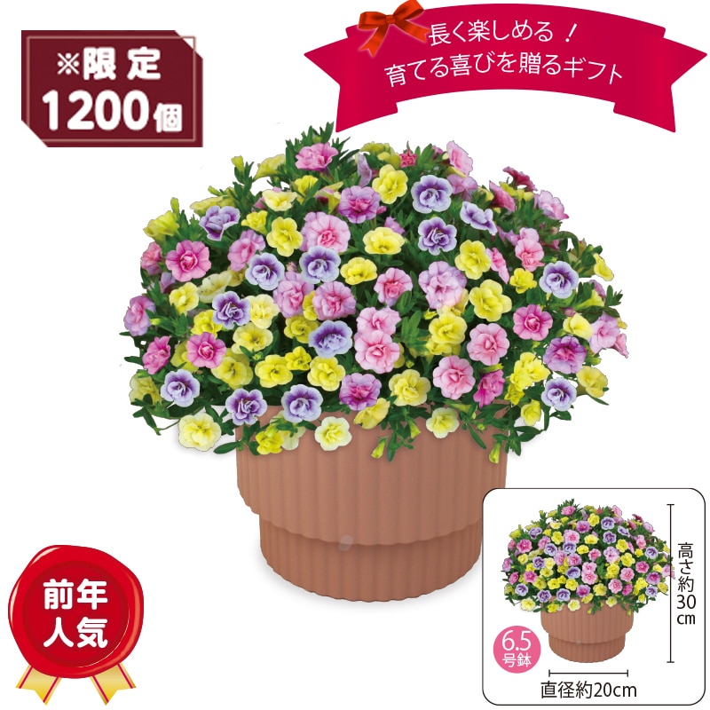 ����̓����J���u���R�A�u�p�X�e���t�����v