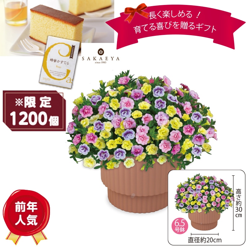 ����̓����J���u���R�A�u�p�X�e���t�����v�@�I�������Ă�i�T�؂�j