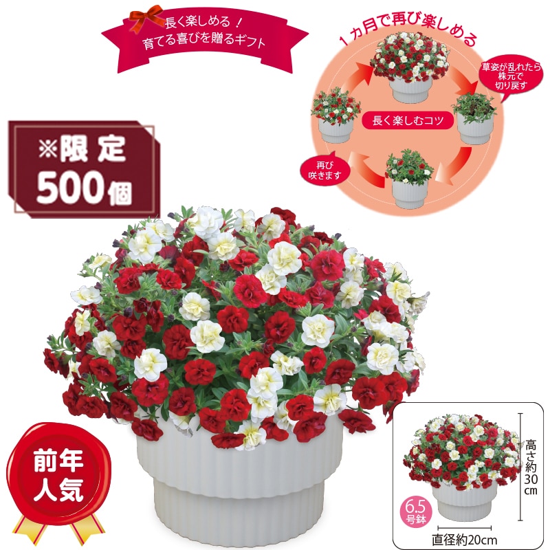 ����̓����X�[�p�[�x���u�_�u�����b�h���z���C�g�v