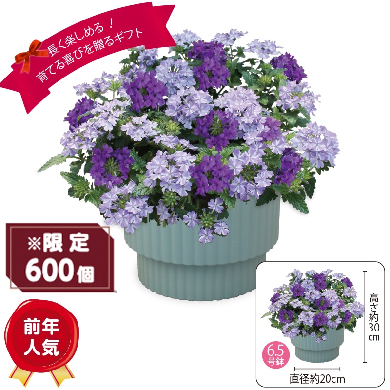 ����̓����X�[�p�[�x�i�u�u���[�~�b�N�X�v