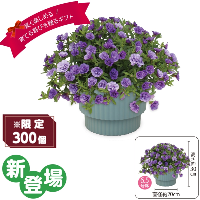 ����̓����X�[�p�[�x���u�_�u���u���[�v