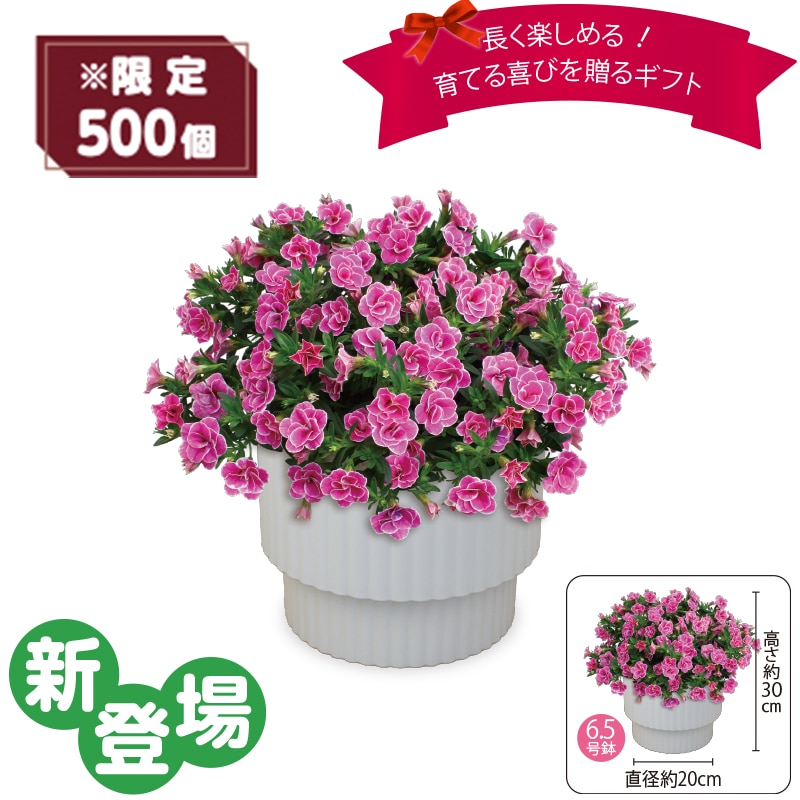 ����̓����X�[�p�[�x���u�_�u���s���N�v