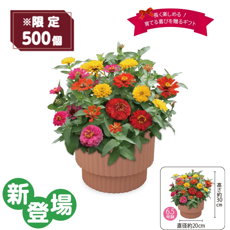 ����̓����W�j�A�u�v���V�I�[�T�v