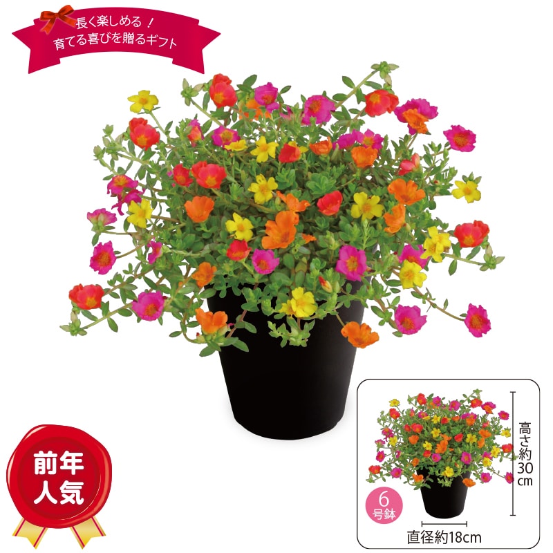 ����̓����|�[�`�����J