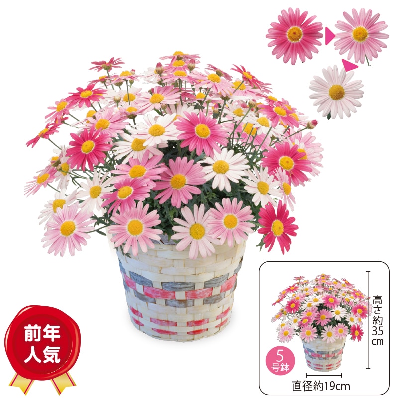 ����̓����F�ς��}�[�K���b�g�u�X�g���x���[�z�C�b�v�v