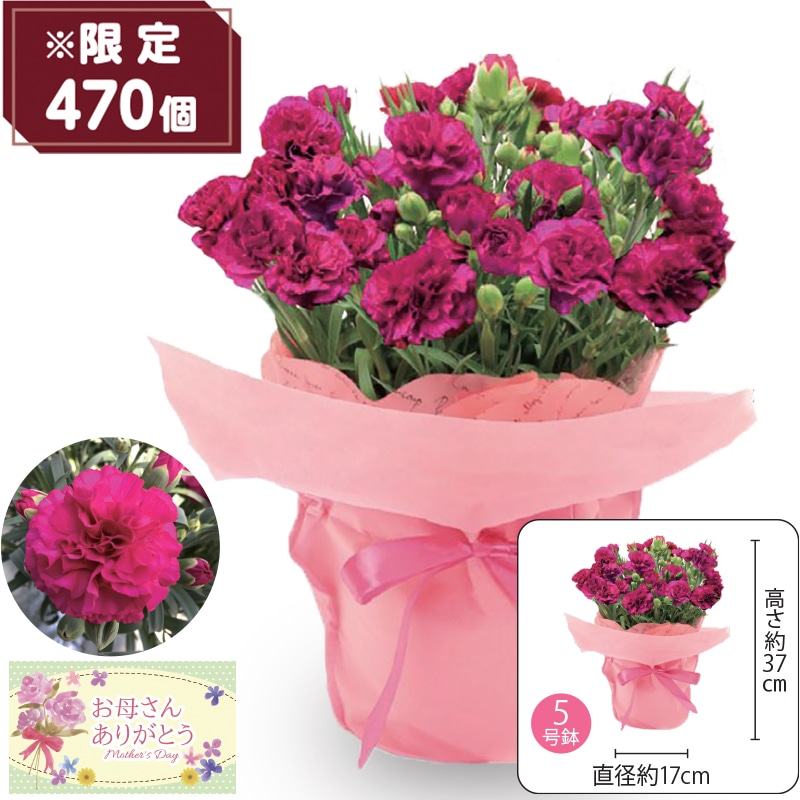 ����̓����J�[�l�[�V�����h���C�ł��Ăˁh�`�o�C�I���b�g