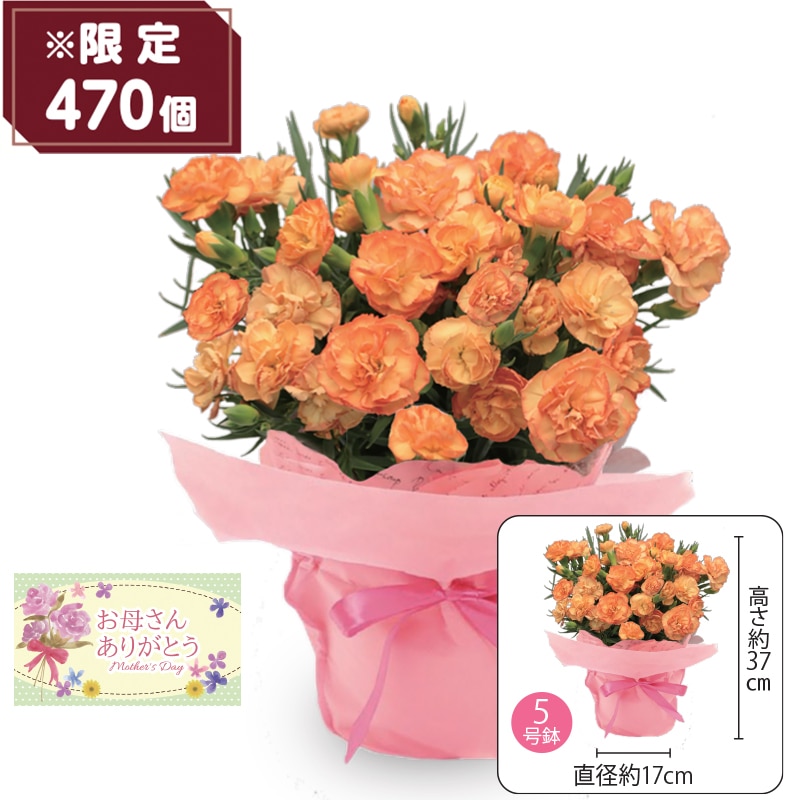 ����̓����J�[�l�[�V�����h�Ί�h�`�I�����W