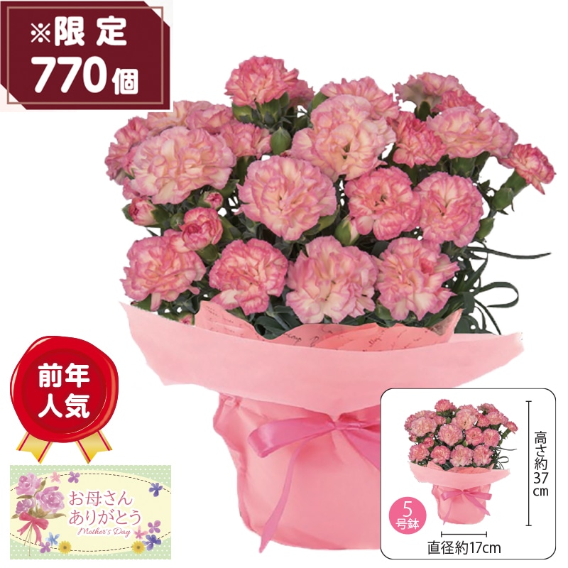 ����̓����J�[�l�[�V�����h�T�j�[�E�f�C�Y�h�`�t�����A�[�k