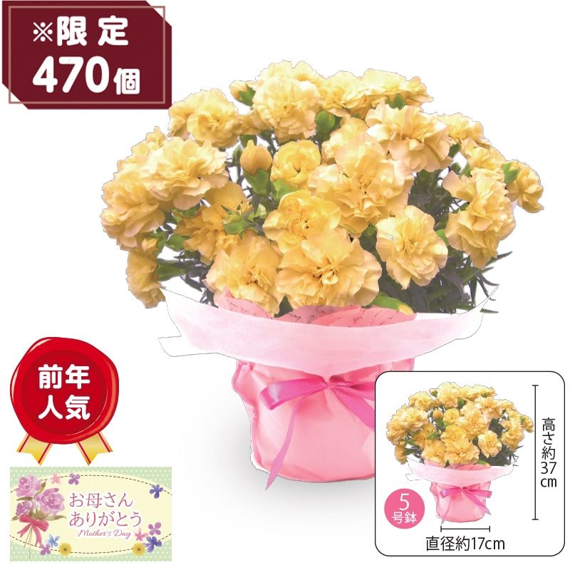 ����̓����J�[�l�[�V�����h���̂�����h�`�n�j�[���[��