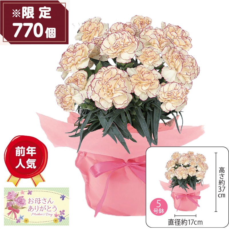 ����̓����J�[�l�[�V�����h�X�C�[�g�E�R�b�g���h�`�T�����C�Y