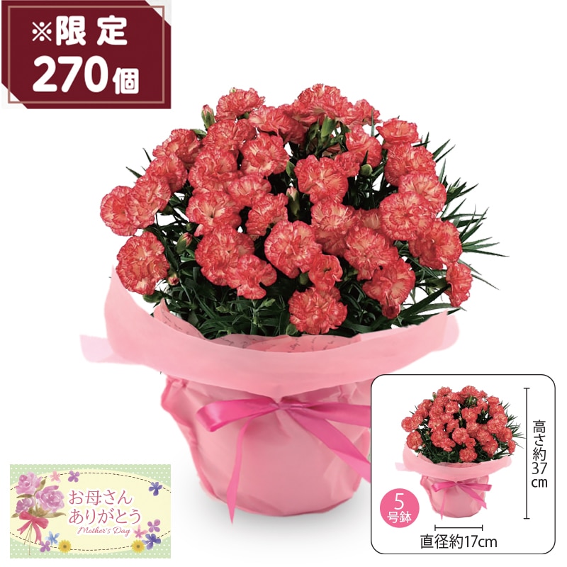 ����̓����J�[�l�[�V�����h��M�̐ԁh�`�e�L�[��