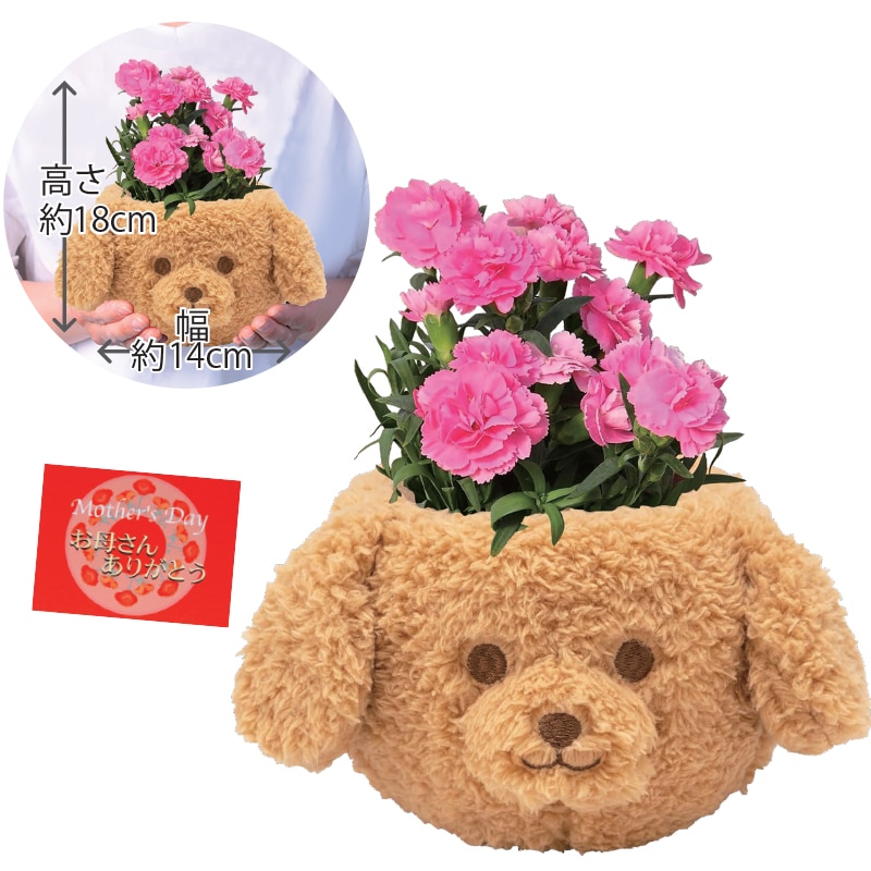 ����̓����g�C�v�[�h���J�[�l�[�V����