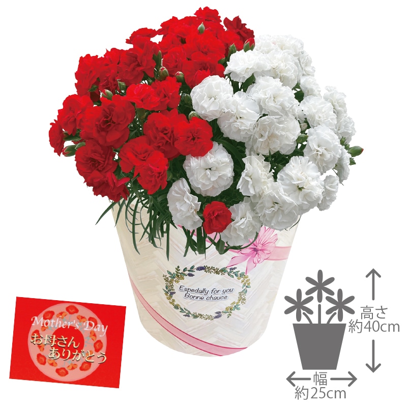 ����̓����J�[�l�[�V�����U�����u���Ӂv���b�h���z���C�g