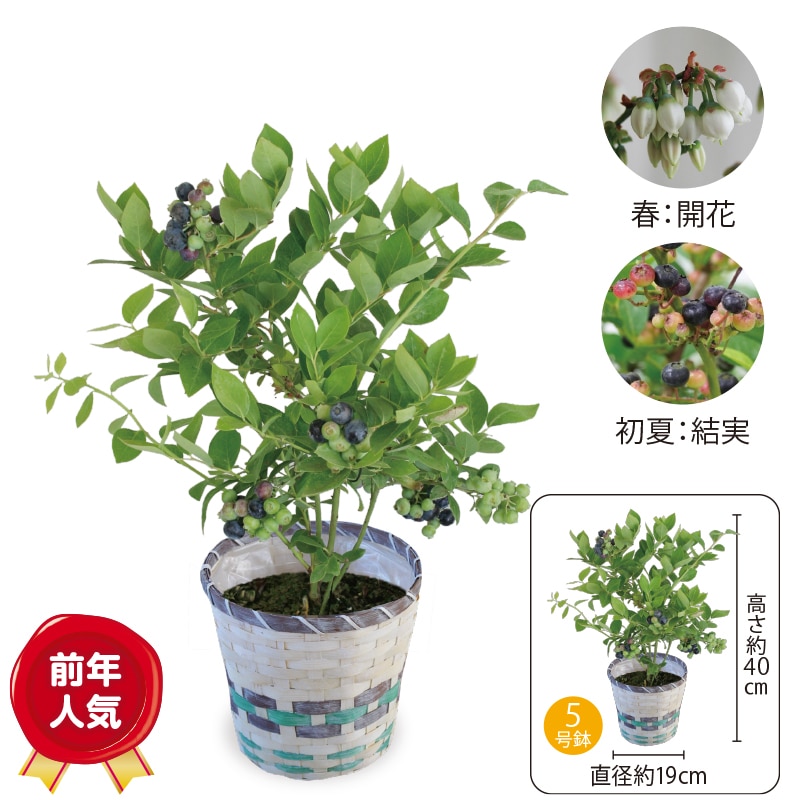 �����̓����u���[�x���[