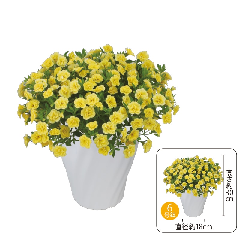 �����̓����X�[�p�[�x���u�_�u���C�G���[�v