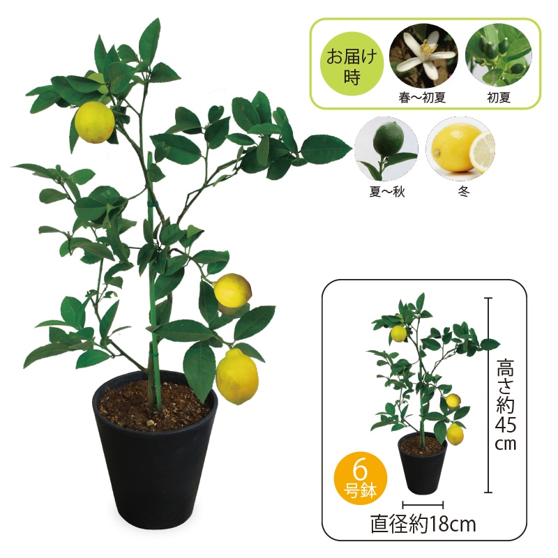 �����̓����������̖�