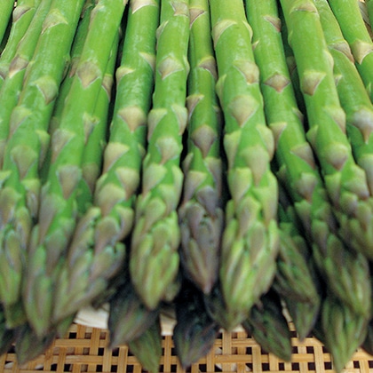 �O���[���A�X�p���X�O�O���@�k