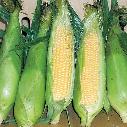 �������@�Ƃ����낱��