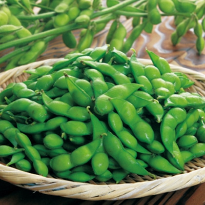 ���ǂ�E�������ᓤ�@�R��