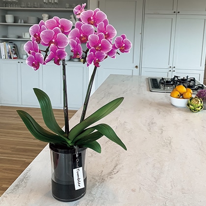 �~�f�B�Ӓ����@�s���N�n