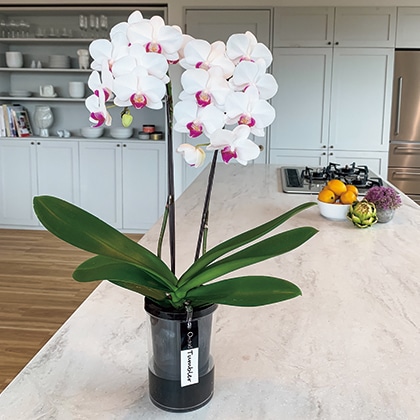 �~�f�B�Ӓ����@���n